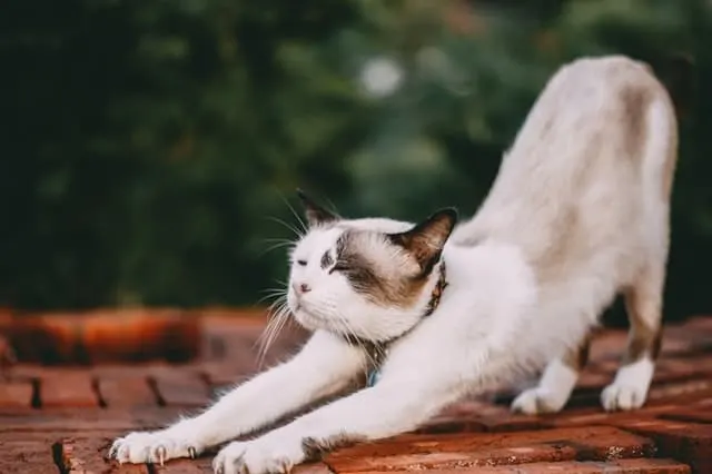 Side Effects of Declawing a Cat | Fluffy Kitty