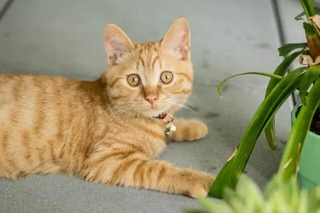 7 Ways to Cat-Proof Your Home | Fluffy Kitty