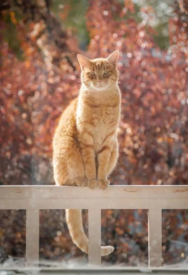 Toxoplasmosis in Cats | Fluffy Kitty