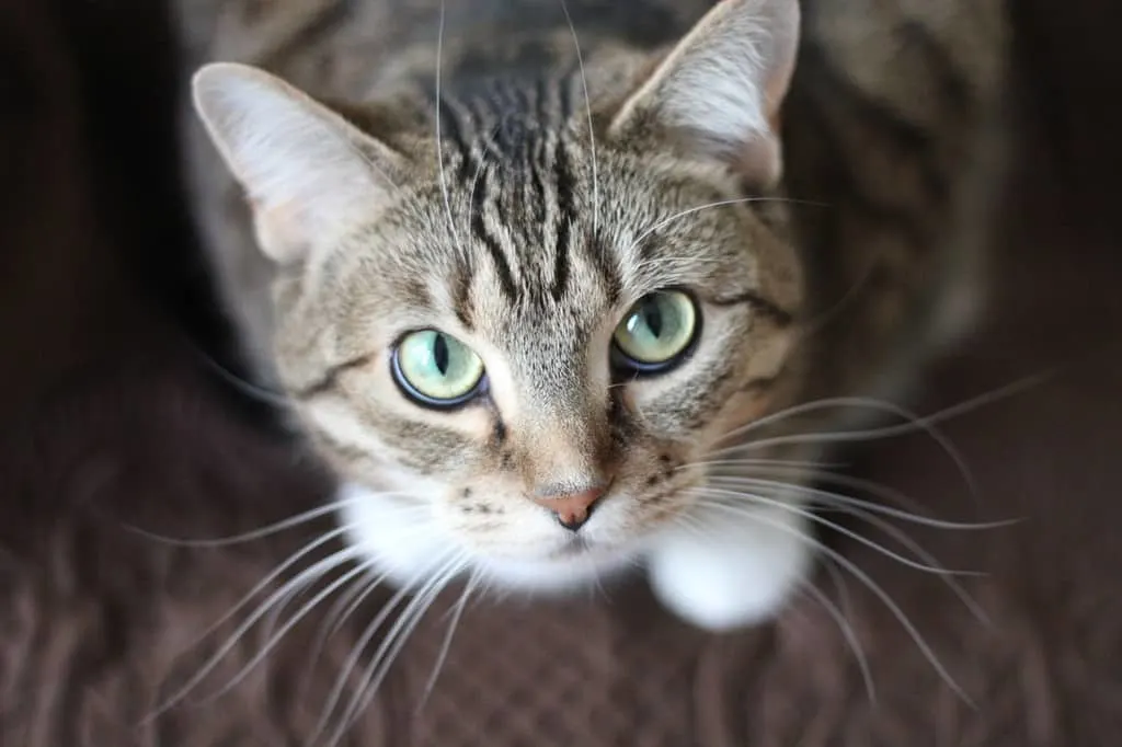 How to clean my cat's eyes