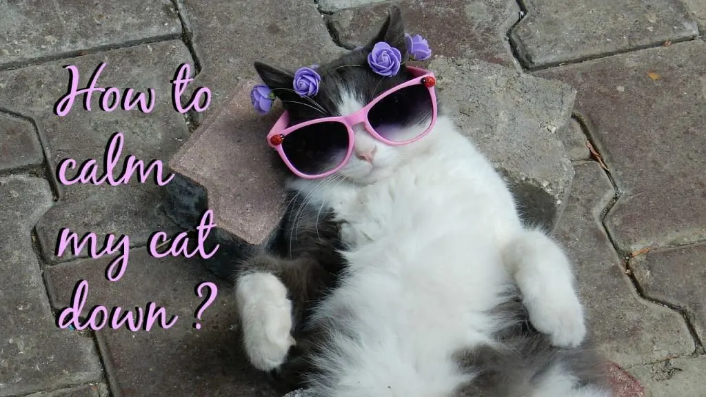 how to calm my cat down