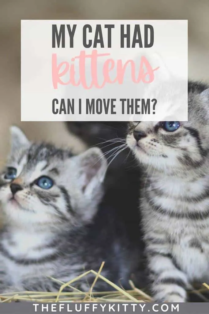 pin my cat had kittens should i move them -the fluffy kitty