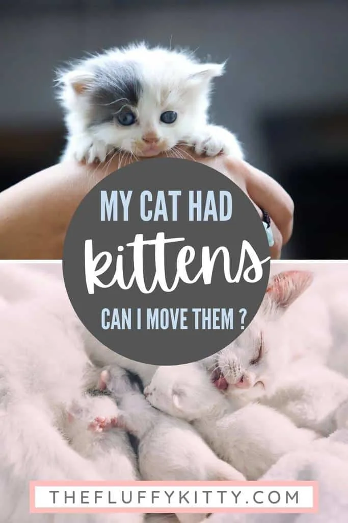 pin my cat had kittens what should I do - the fluffy kitty