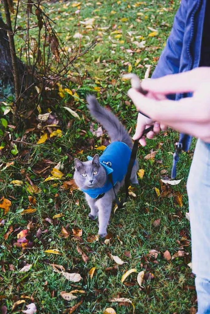 PureVita's Freeze-Dried Cat Treats | Review by Fluffy Kitty www.thefluffykitty.com #cattreats #fluffykitty