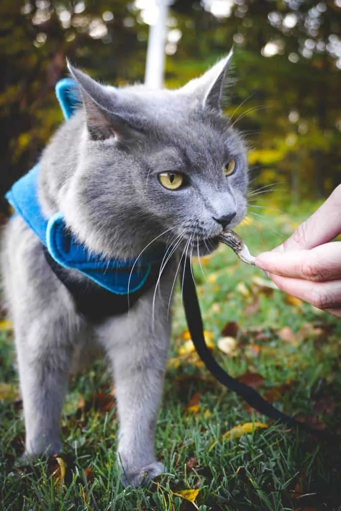 PureVita's Freeze-Dried Cat Treats | Review by Fluffy Kitty www.thefluffykitty.com #cattreats #fluffykitty