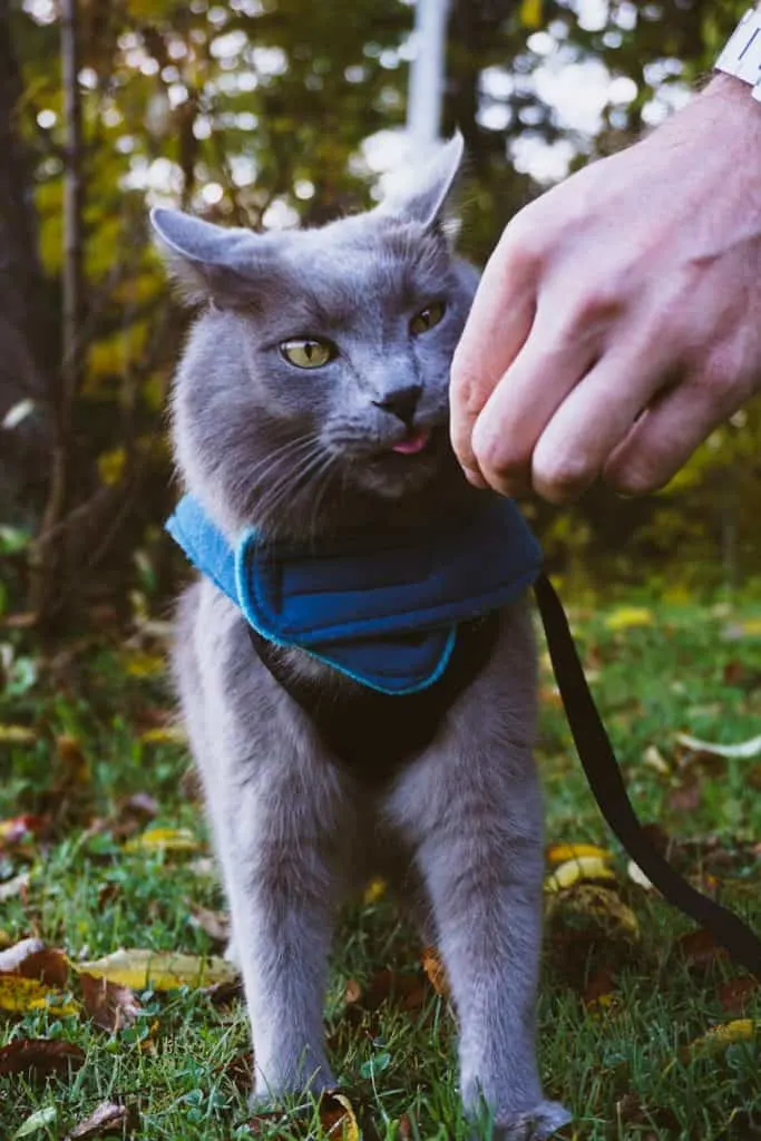 PureVita's Freeze-Dried Cat Treats | Review by Fluffy Kitty www.thefluffykitty.com #cattreats #fluffykitty