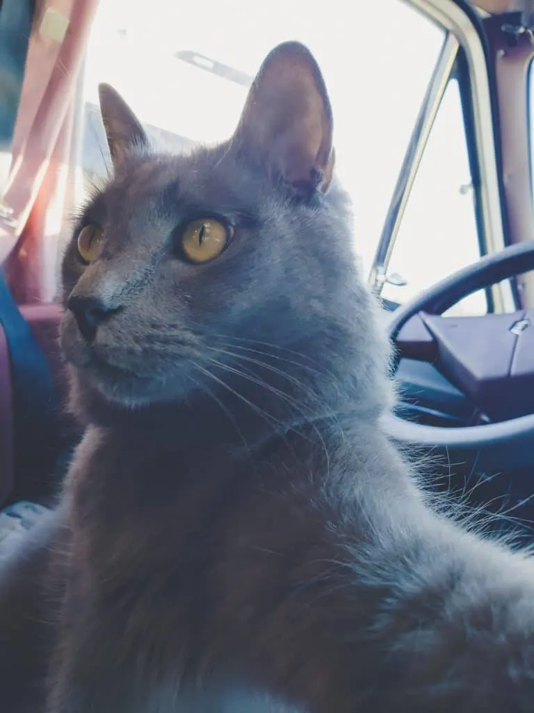 Van Life with Cats: Ultimate guide on how to manage living and traveling full-time with a cat in a camper van. www.thefluffykitty.com @fluffyyoda The Fluffy Kitty #vancat #vanlife #vancatmeow #vanlifewithcats