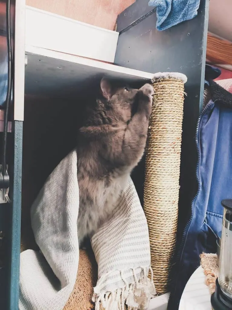 Van Life with Cats: Ultimate guide on how to manage living and traveling full-time with a cat in a camper van. www.thefluffykitty.com @fluffyyoda The Fluffy Kitty #vancat #vanlife #vancatmeow #vanlifewithcats