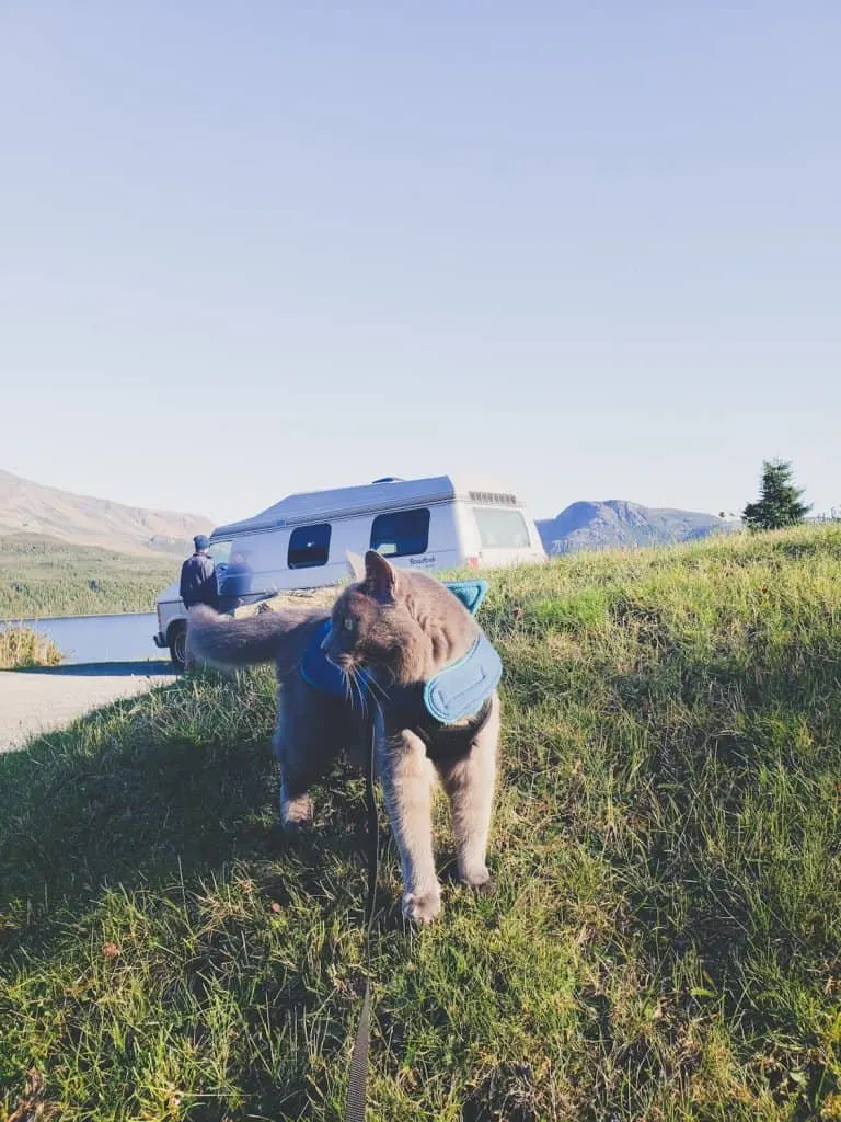 Van Life with Cats: Ultimate guide on how to manage living and traveling full-time with a cat in a camper van. www.thefluffykitty.com @fluffyyoda The Fluffy Kitty #vancat #vanlife #vancatmeow #vanlifewithcats