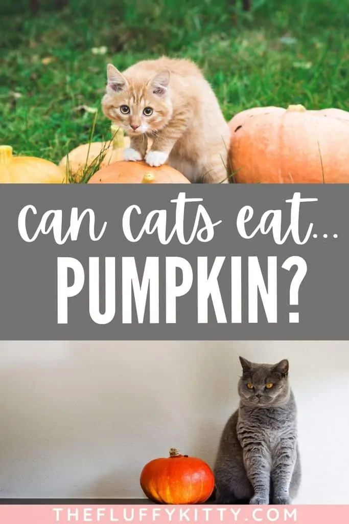 Can cats eat pumpkins? Yes, they can! But you want to make sure it's not pumpkin filling, only pure pumpkin. Here's a full guide explaining the benefits of pumpkin for cats + a few tasty pumpkin cat food recipes! #pumpkin #catfood #recipes