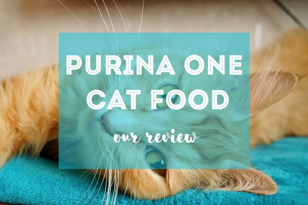 Purina One Cat Food Review | Fluffy Kitty