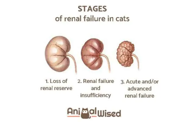 CKD in Cats | Fluffy Kitty | photo credit: Animalwise.com