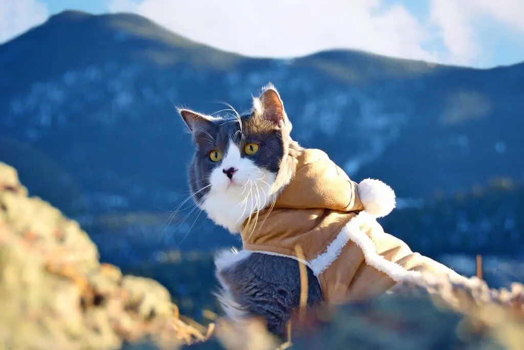 Rio & Bruce The Camping Duo | Cat Stories | The Fluffy Kitty Blog