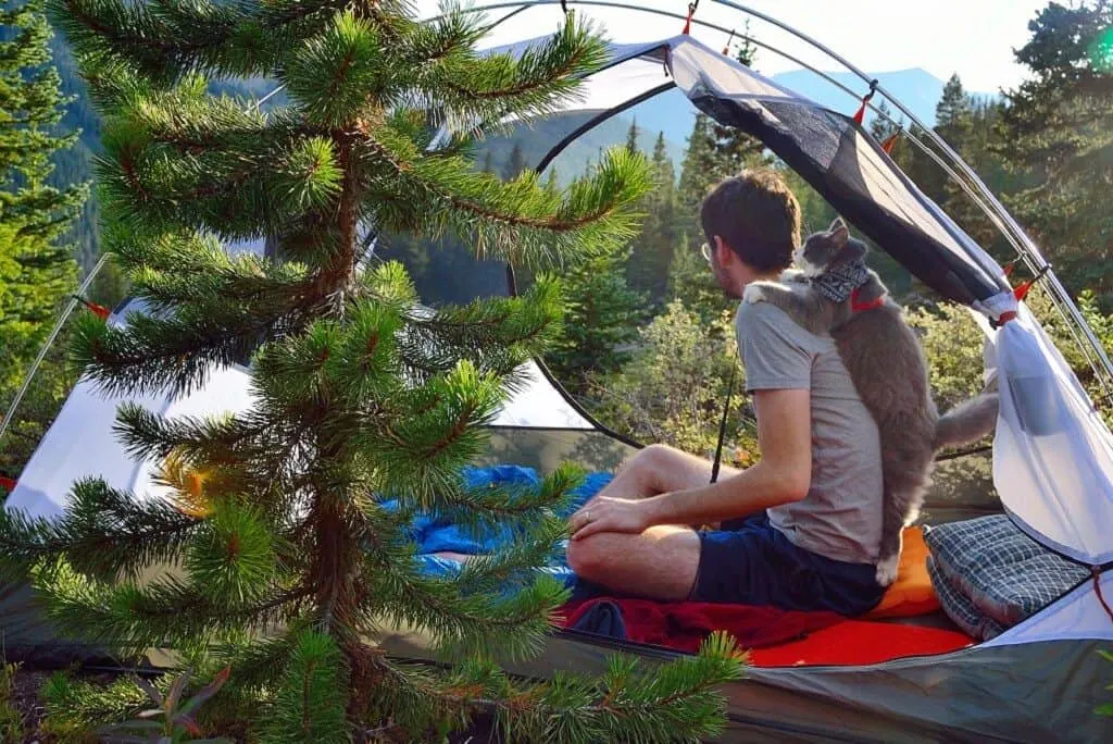 Rio & Bruce The Camping Duo | Cat Stories | The Fluffy Kitty Blog