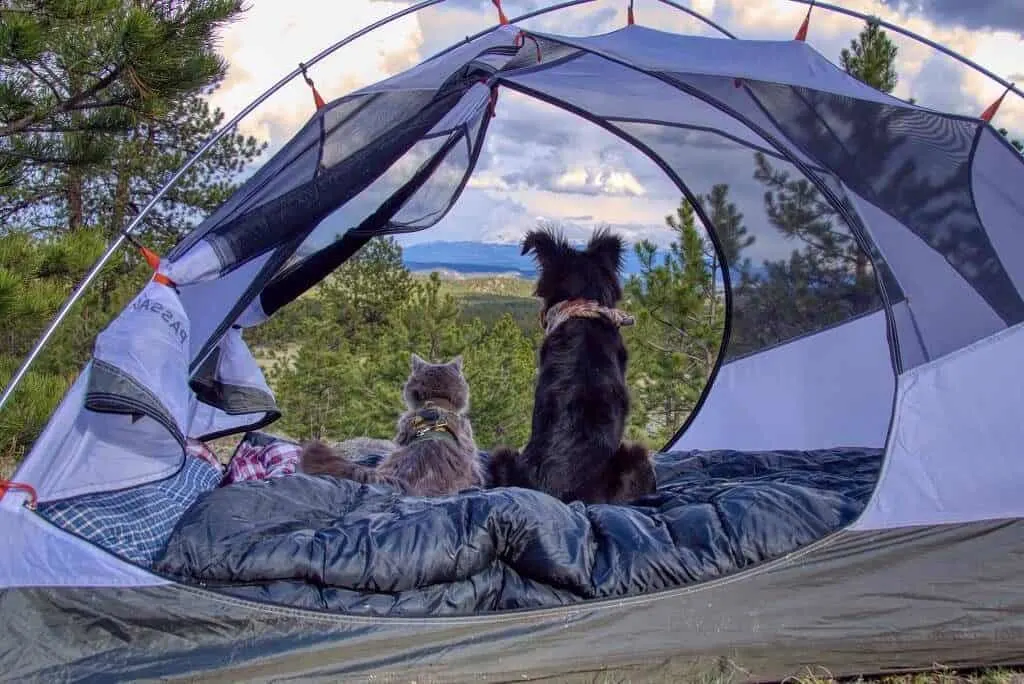 Rio & Bruce The Camping Duo | Cat Stories | The Fluffy Kitty Blog