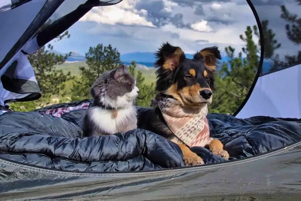 Rio & Bruce The Camping Duo | Cat Stories | The Fluffy Kitty Blog