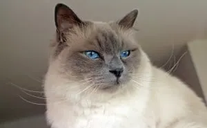 sacred-birman best cat breed for me