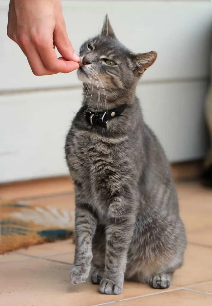 Best Vet Recommended Cat Foods | The Fluffy Kitty (PC: Sandy Millar via Unsplash)