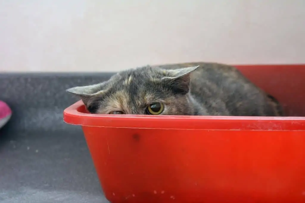 scared stressed cat hiding in red litter box