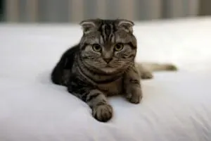 scottish fold