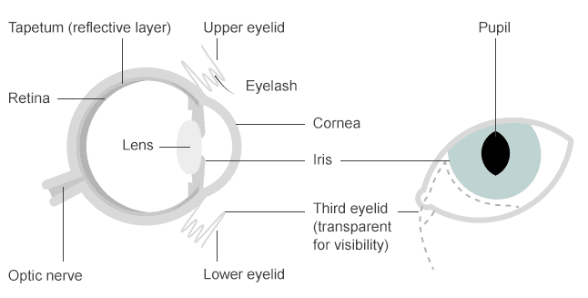 Cat's eyes