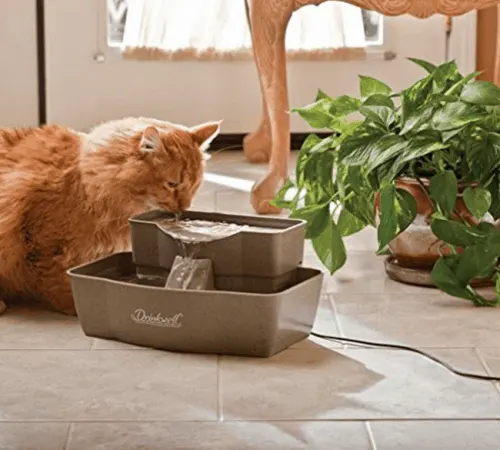 best cat water fountain
