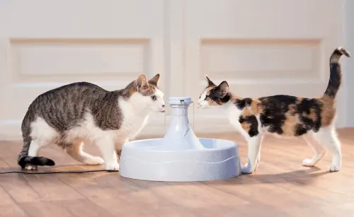best water fountain for cats