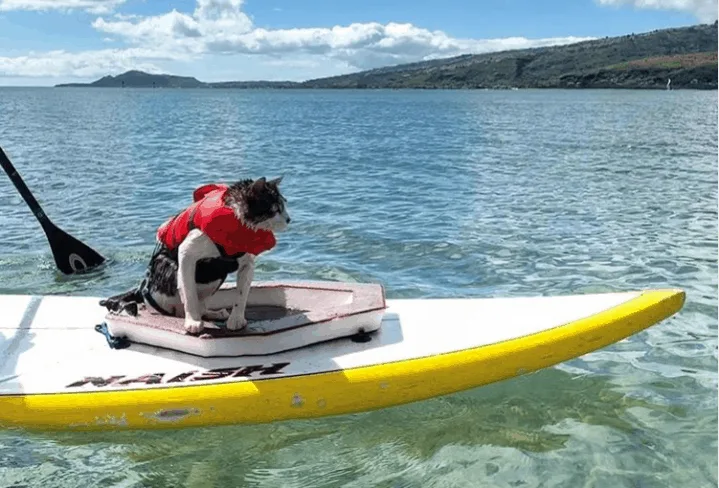 Hokule'a The Surfing Cat | thefluffykitty.com