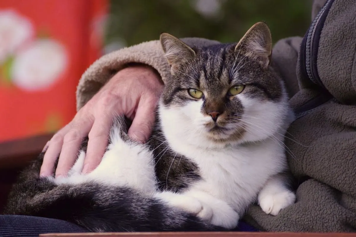 old cat sitting on senior's lap