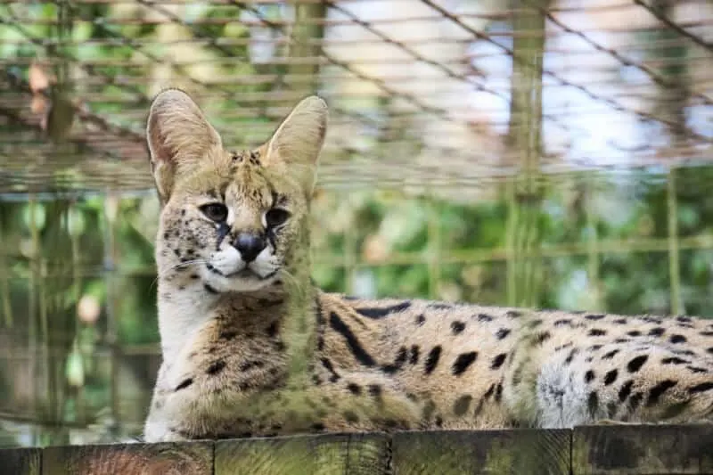 Big Cat Rescue Review by Fluffy Kitty