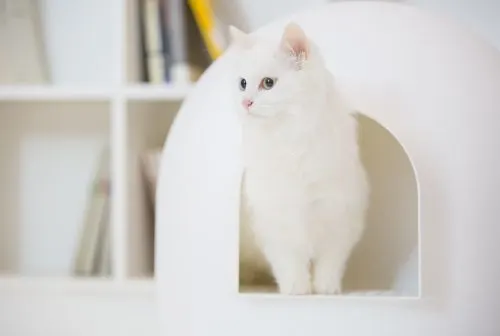 igloo liter box
