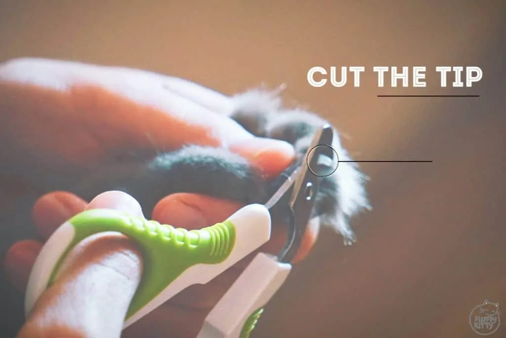 Best Cat Nail Clippers ft Shiny Pet | Fluffy Kitty