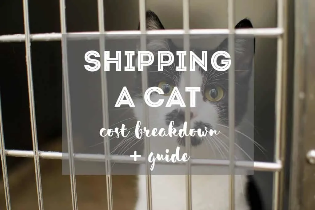 How Much Does It Cost to Ship a Cat and The Cheapest Way to Ship a Cat | Fluffy Kitty - Cat Travel Guides & Eco Cat Care