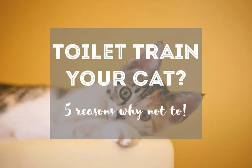5 Reasons Why You Shouldn't Toilet Train Your Cat | Fluffy Kitty thefluffykitty.com