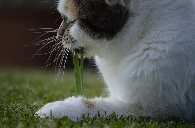 Best Cat Food For Cats Who Throw Up