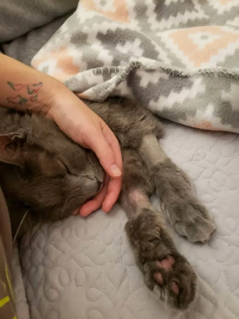 snuggling with cat