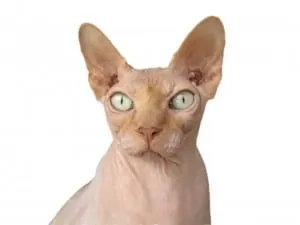 10 best cats for cuddling