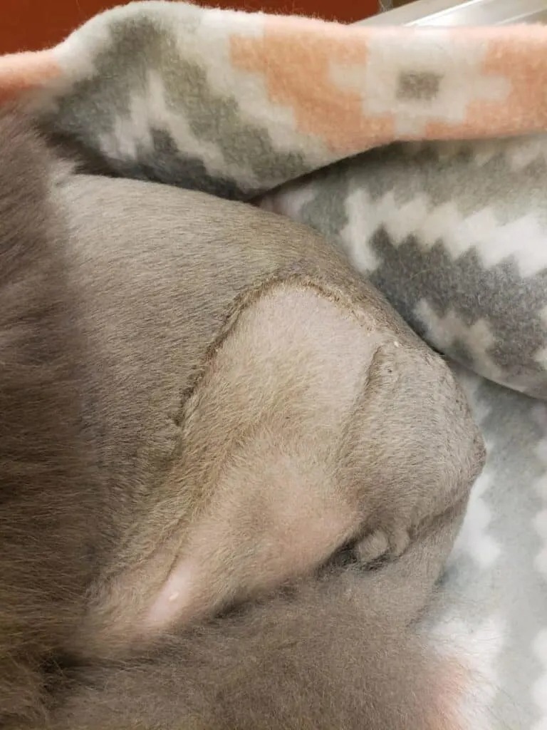a cat's amputation incision site after suture removal