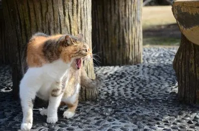 can 2 cats share a litter box