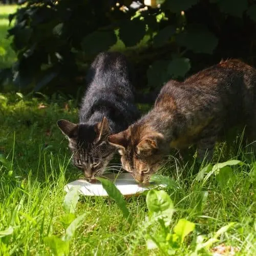 stray cats drinking milk
