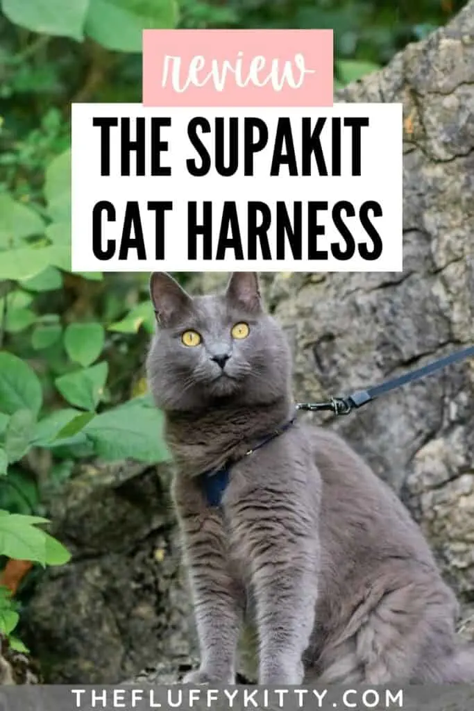 gray cat wearing cat harness with text overlay