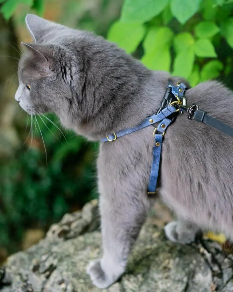 grey adventure cat on rock wearing blue Supakit harness