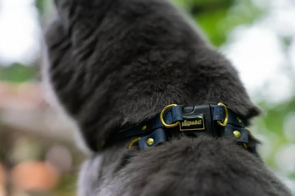 gray cat wearing cat harness with buckle displaying the brand Supakit