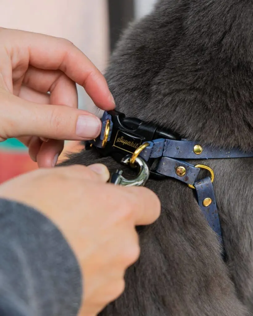woman attaching cat leash to cat harness by Supakit