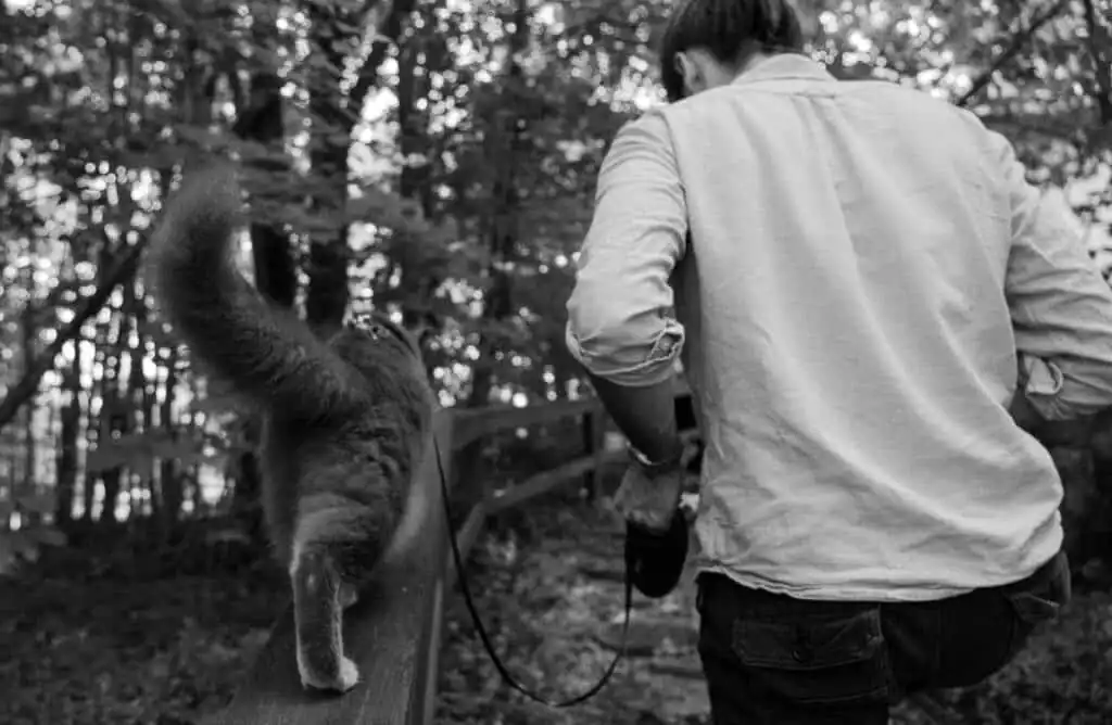 black and white photo of cat walking on leash with cat owner