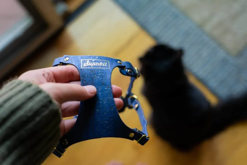 girl holding blue supakit harness with black cat on floor