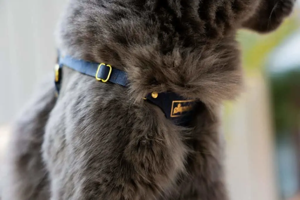Supakit harness on gray cat's chest