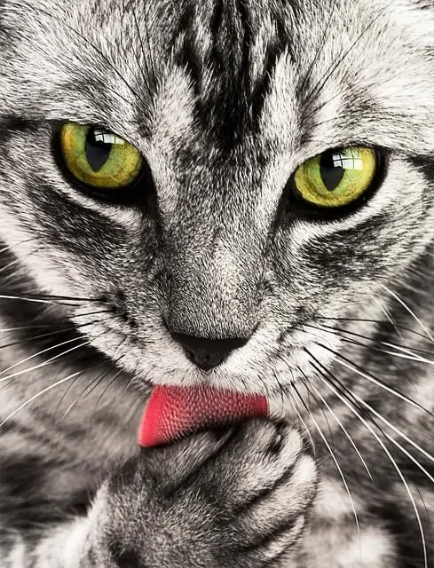 why do cats pull out their hair/Fluffy Kitty
