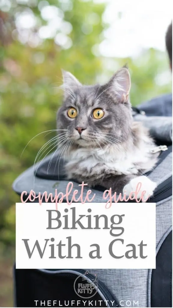 cat inside cat backpack going on bike ride