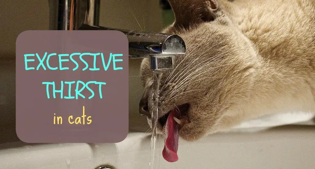 Excessive thirst in cats | Fluffy Kitty